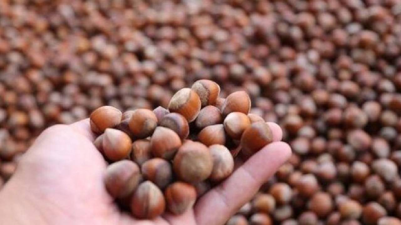 Fındık Üreticilerinden İhracatçılara Sert Tepki: Rekolte Tahmini Tartışmaları