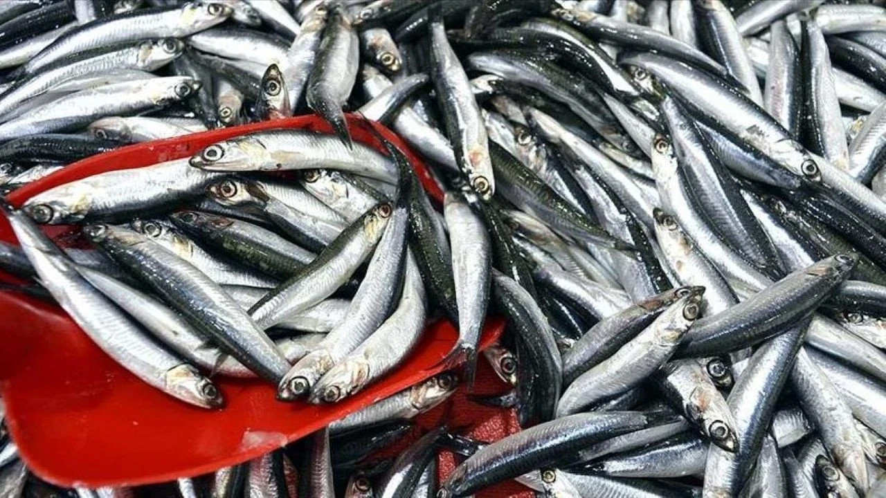 Turk hamsisine avrupadan buyuk ilgi ihracat 9 milyon dolara yaklasti HPl3cAEx